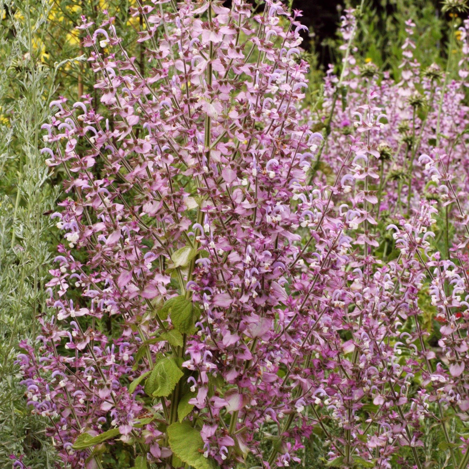 FuturePlanter Muskateller-Salbei (Salvia Sclarea) 8 FuturePlanter Muskateller-Salbei (Salvia Sclarea)