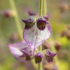 FuturePlanter Muskateller-Salbei (Salvia Sclarea) 13 FuturePlanter Muskateller-Salbei (Salvia Sclarea)