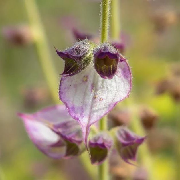 FuturePlanter Muskateller-Salbei (Salvia Sclarea) 6 FuturePlanter Muskateller-Salbei (Salvia Sclarea)