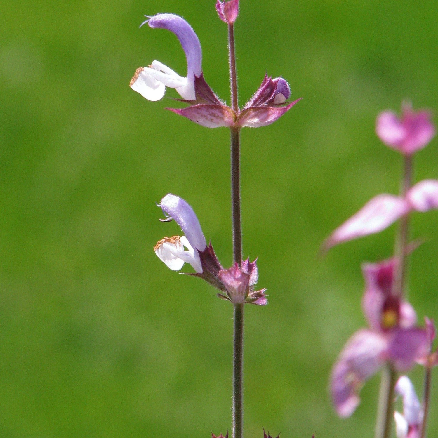 FuturePlanter Muskateller-Salbei (Salvia Sclarea) 4 FuturePlanter Muskateller-Salbei (Salvia Sclarea)