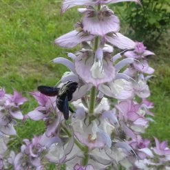 FuturePlanter Muskateller-Salbei (Salvia Sclarea)