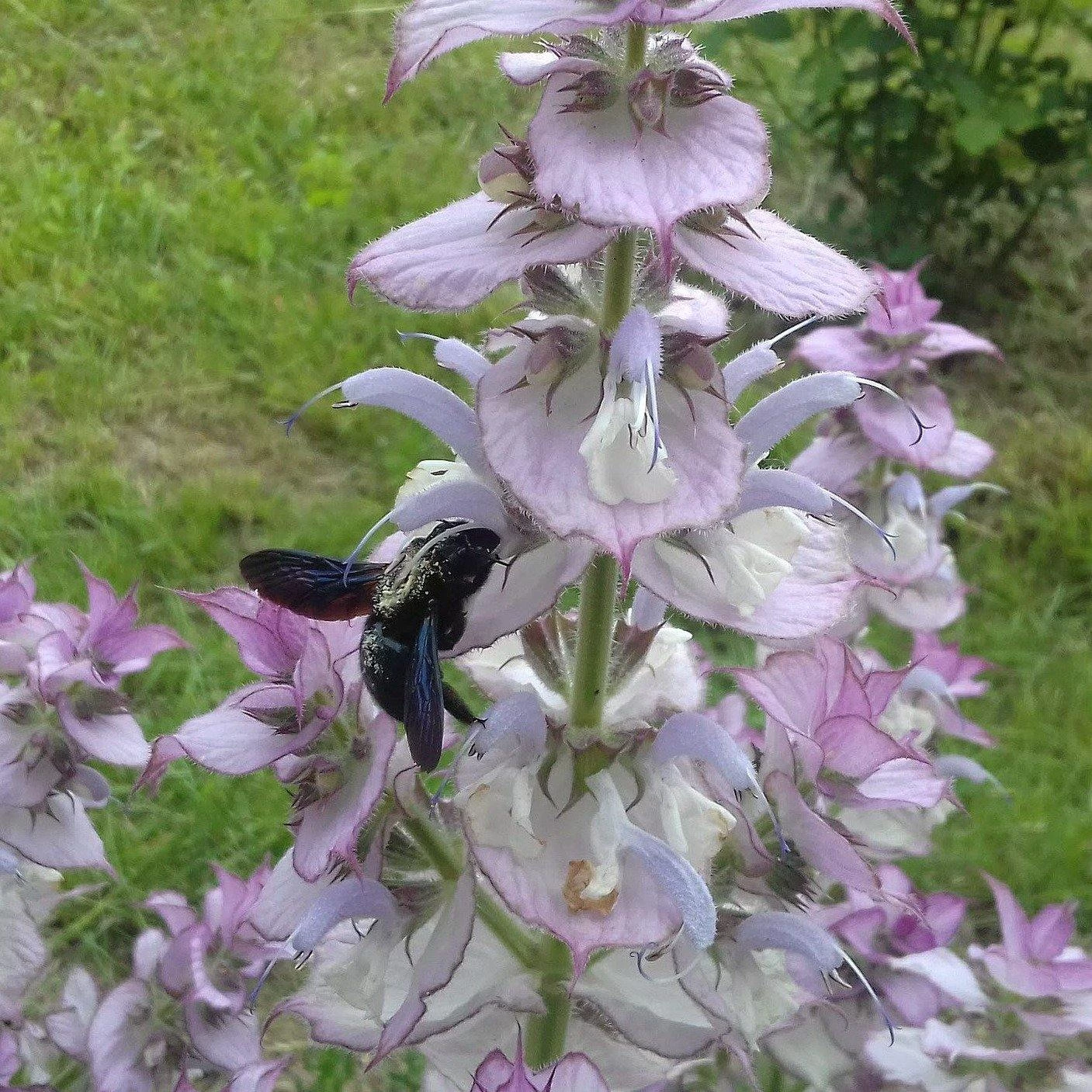 FuturePlanter Muskateller-Salbei (Salvia Sclarea) 1 FuturePlanter Muskateller-Salbei (Salvia Sclarea)
