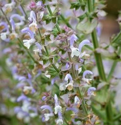 FuturePlanter Muskateller-Salbei (Salvia Sclarea)