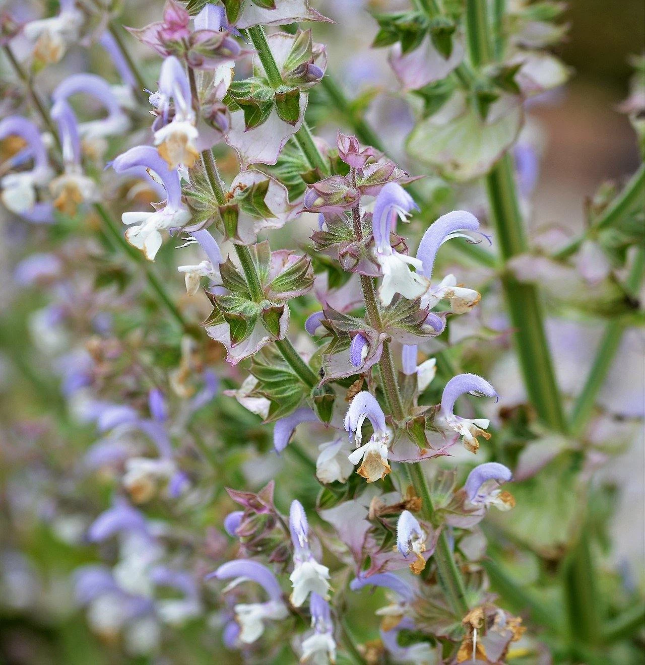 FuturePlanter Muskateller-Salbei (Salvia Sclarea) 2 FuturePlanter Muskateller-Salbei (Salvia Sclarea)