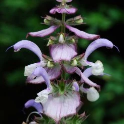 FuturePlanter Muskateller-Salbei (Salvia Sclarea) 10 FuturePlanter Muskateller-Salbei (Salvia Sclarea)