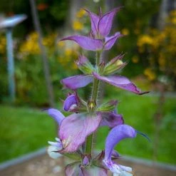 FuturePlanter Muskateller-Salbei (Salvia Sclarea) 12 FuturePlanter Muskateller-Salbei (Salvia Sclarea)