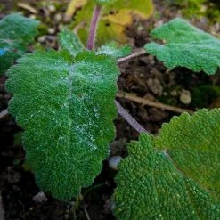 FuturePlanter Muskateller-Salbei (Salvia Sclarea) 14 FuturePlanter Muskateller-Salbei (Salvia Sclarea)