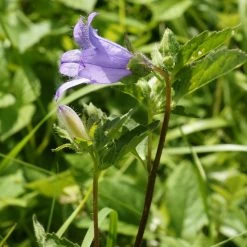 FuturePlanter Nesselblättrige Glockenblume (Campanula Trachelium) Alle Pflanzen Im Shop