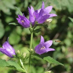 FuturePlanter Nesselblättrige Glockenblume (Campanula Trachelium) Alle Pflanzen Im Shop