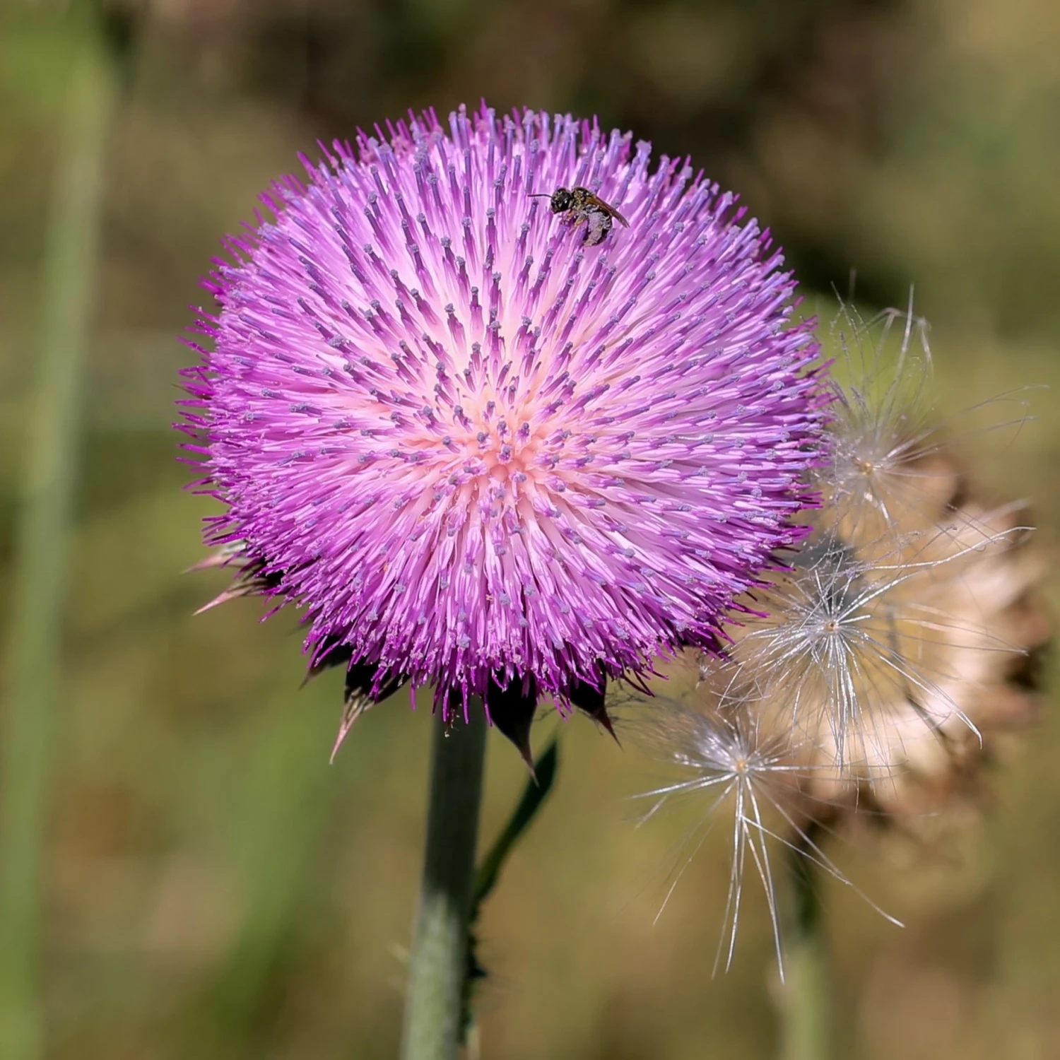 FuturePlanter Nickende Distel (Carduus Nutans) Alle Pflanzen Im Shop 8 FuturePlanter Nickende Distel (Carduus Nutans) Alle Pflanzen Im Shop