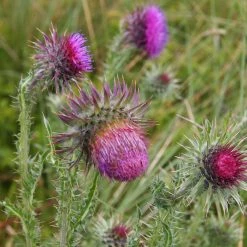FuturePlanter Nickende Distel (Carduus Nutans) Alle Pflanzen Im Shop 14 FuturePlanter Nickende Distel (Carduus Nutans) Alle Pflanzen Im Shop