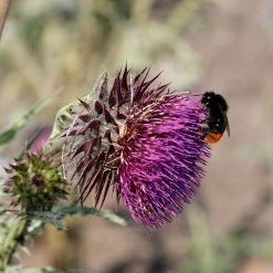 FuturePlanter Nickende Distel (Carduus Nutans) Alle Pflanzen Im Shop 10 FuturePlanter Nickende Distel (Carduus Nutans) Alle Pflanzen Im Shop