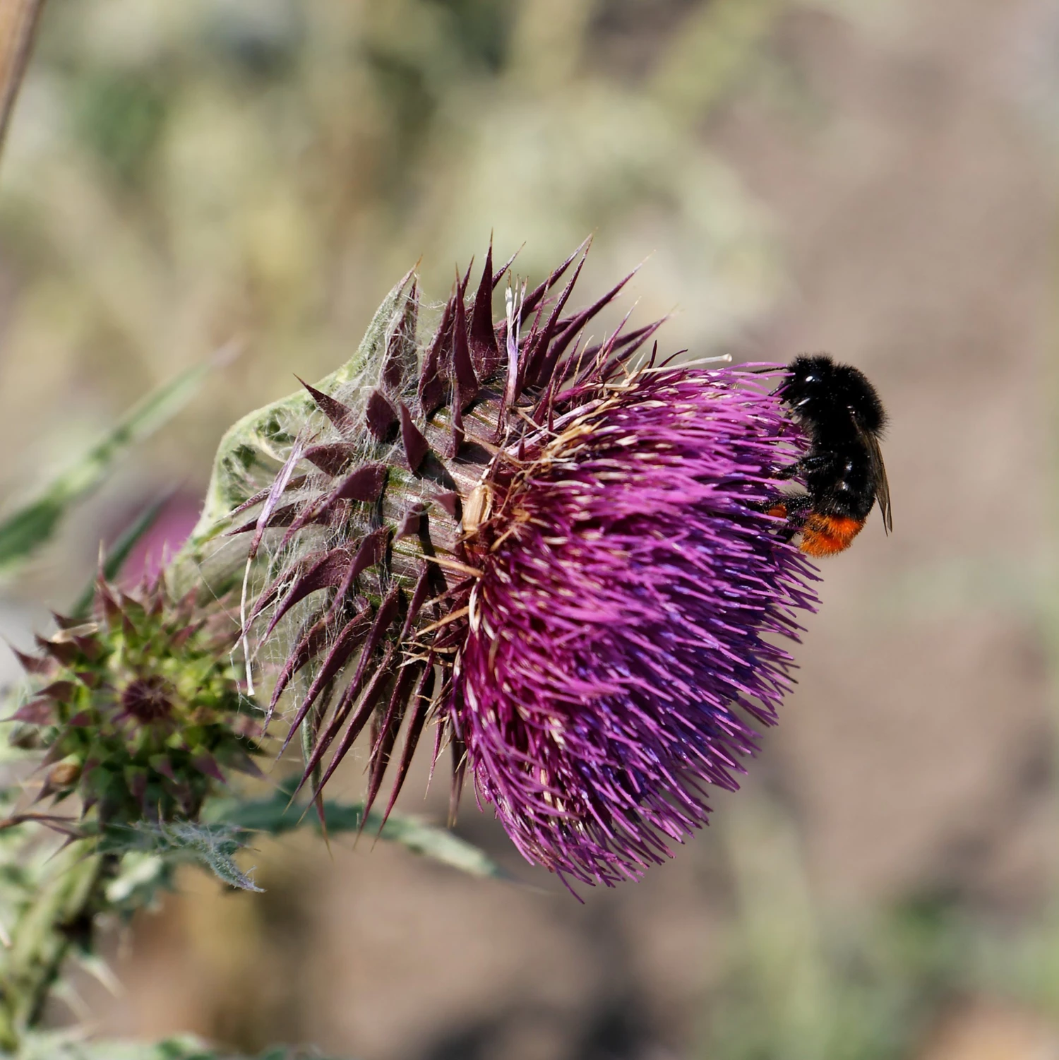 FuturePlanter Nickende Distel (Carduus Nutans) Alle Pflanzen Im Shop 3 FuturePlanter Nickende Distel (Carduus Nutans) Alle Pflanzen Im Shop
