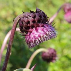 FuturePlanter Nickende Distel (Carduus Nutans) Alle Pflanzen Im Shop 13 FuturePlanter Nickende Distel (Carduus Nutans) Alle Pflanzen Im Shop