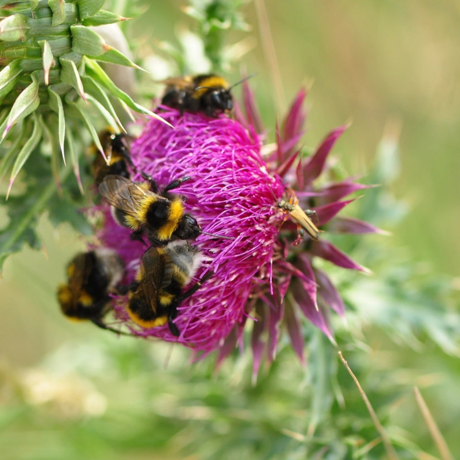 FuturePlanter Nickende Distel (Carduus Nutans) Alle Pflanzen Im Shop 1 FuturePlanter Nickende Distel (Carduus Nutans) Alle Pflanzen Im Shop