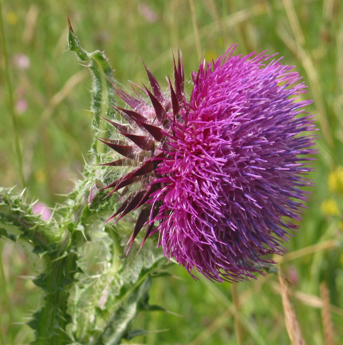 FuturePlanter Nickende Distel (Carduus Nutans) Alle Pflanzen Im Shop 4 FuturePlanter Nickende Distel (Carduus Nutans) Alle Pflanzen Im Shop