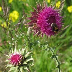 FuturePlanter Nickende Distel (Carduus Nutans) Alle Pflanzen Im Shop 12 FuturePlanter Nickende Distel (Carduus Nutans) Alle Pflanzen Im Shop