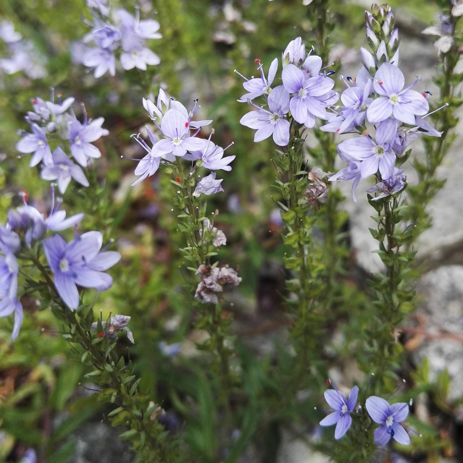 FuturePlanter Niederliegender Ehrenpreis (Veronica Prostrata) Alle Pflanzen Im Shop 3 FuturePlanter Niederliegender Ehrenpreis (Veronica Prostrata) Alle Pflanzen Im Shop