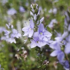 FuturePlanter Niederliegender Ehrenpreis (Veronica Prostrata) Alle Pflanzen Im Shop 11 FuturePlanter Niederliegender Ehrenpreis (Veronica Prostrata) Alle Pflanzen Im Shop