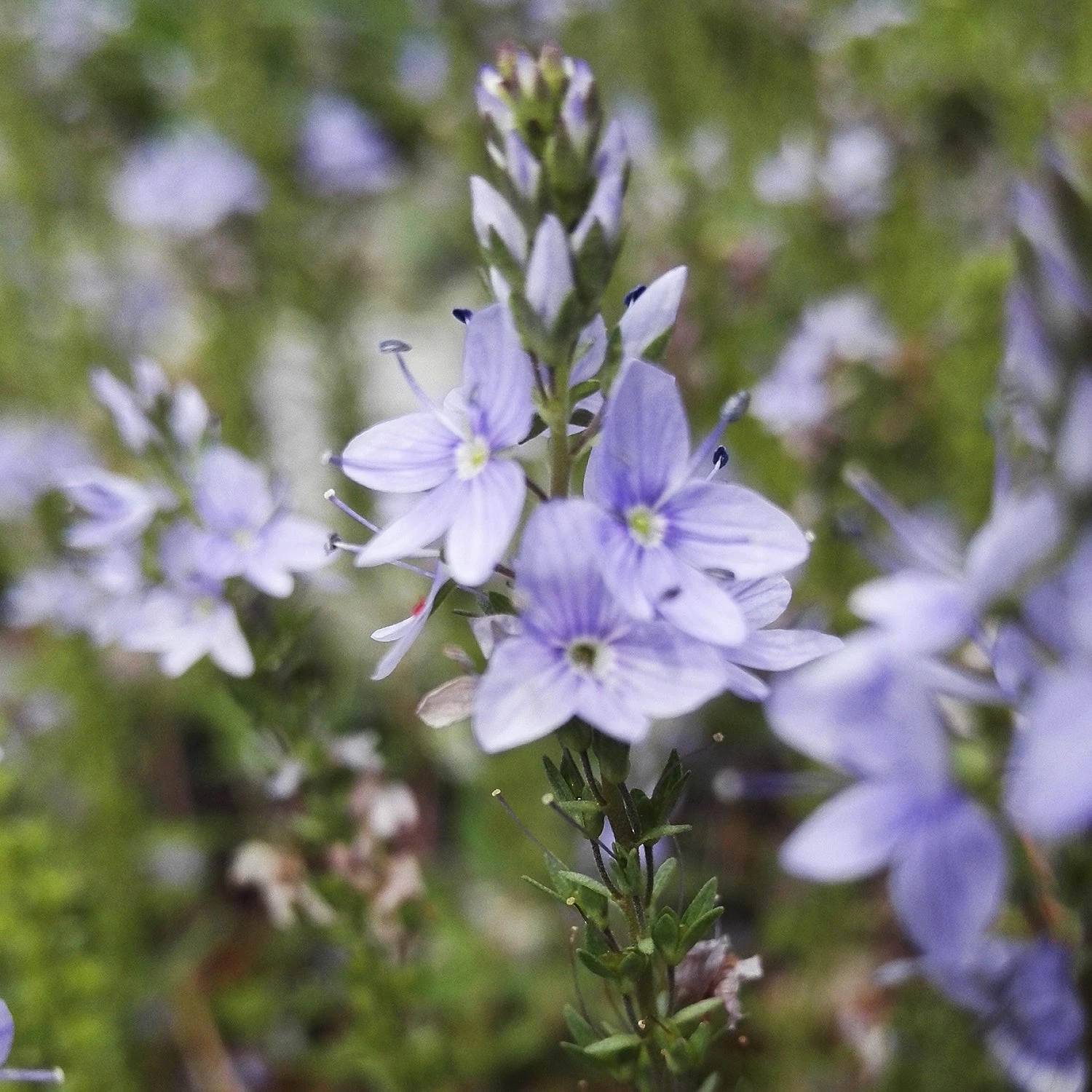 FuturePlanter Niederliegender Ehrenpreis (Veronica Prostrata) Alle Pflanzen Im Shop 4 FuturePlanter Niederliegender Ehrenpreis (Veronica Prostrata) Alle Pflanzen Im Shop
