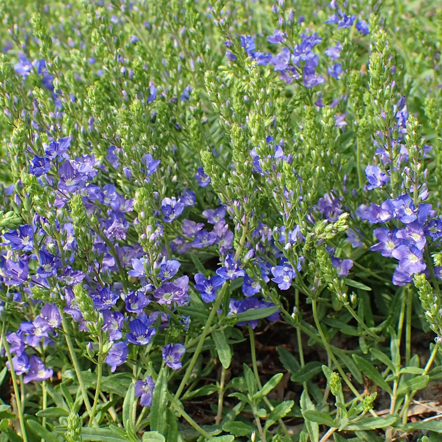 FuturePlanter Niederliegender Ehrenpreis (Veronica Prostrata) Alle Pflanzen Im Shop 7 FuturePlanter Niederliegender Ehrenpreis (Veronica Prostrata) Alle Pflanzen Im Shop