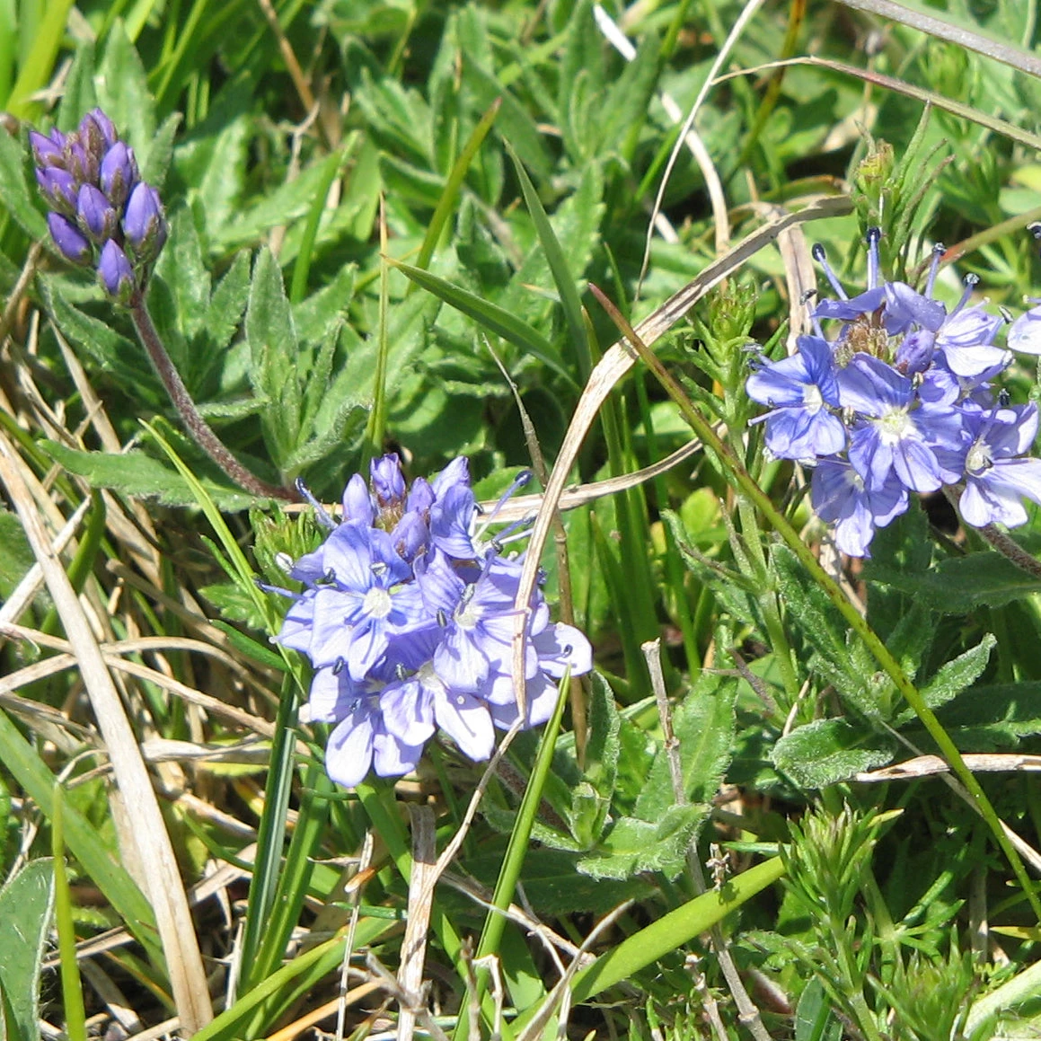 FuturePlanter Niederliegender Ehrenpreis (Veronica Prostrata) Alle Pflanzen Im Shop 8 FuturePlanter Niederliegender Ehrenpreis (Veronica Prostrata) Alle Pflanzen Im Shop