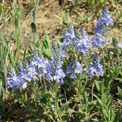 FuturePlanter Niederliegender Ehrenpreis (Veronica Prostrata) Alle Pflanzen Im Shop 12 FuturePlanter Niederliegender Ehrenpreis (Veronica Prostrata) Alle Pflanzen Im Shop