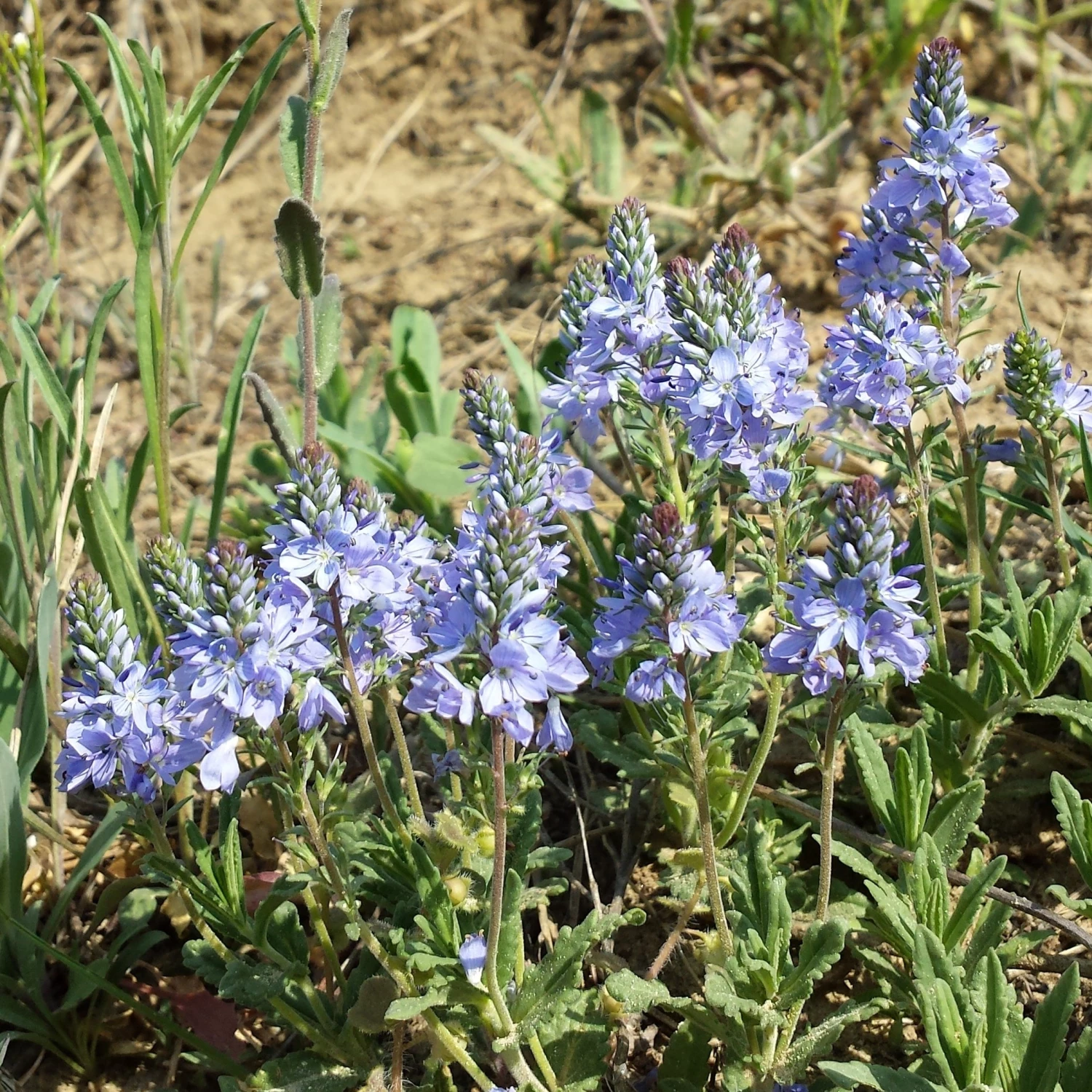 FuturePlanter Niederliegender Ehrenpreis (Veronica Prostrata) Alle Pflanzen Im Shop 5 FuturePlanter Niederliegender Ehrenpreis (Veronica Prostrata) Alle Pflanzen Im Shop