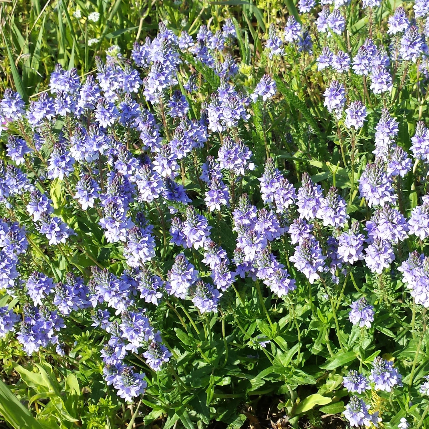 FuturePlanter Niederliegender Ehrenpreis (Veronica Prostrata) Alle Pflanzen Im Shop 2 FuturePlanter Niederliegender Ehrenpreis (Veronica Prostrata) Alle Pflanzen Im Shop