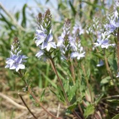 FuturePlanter Niederliegender Ehrenpreis (Veronica Prostrata) Alle Pflanzen Im Shop