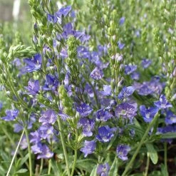 FuturePlanter Niederliegender Ehrenpreis (Veronica Prostrata) Alle Pflanzen Im Shop 13 FuturePlanter Niederliegender Ehrenpreis (Veronica Prostrata) Alle Pflanzen Im Shop