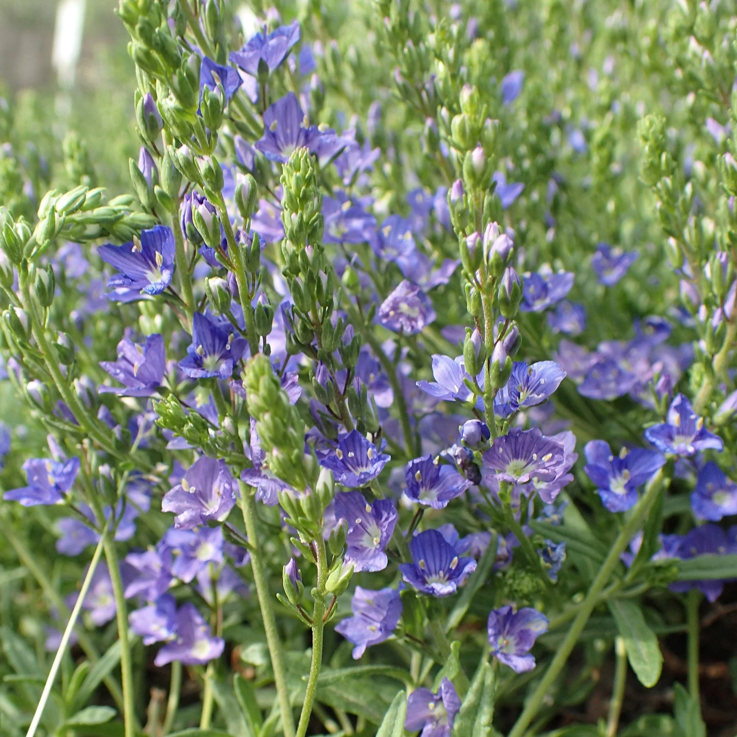 FuturePlanter Niederliegender Ehrenpreis (Veronica Prostrata) Alle Pflanzen Im Shop 6 FuturePlanter Niederliegender Ehrenpreis (Veronica Prostrata) Alle Pflanzen Im Shop