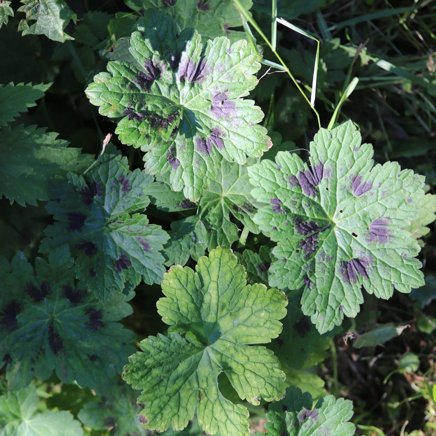 FuturePlanter Alle Pflanzen Im Shop Brauner Storchschnabel (Geranium Phaeum) 8 FuturePlanter Alle Pflanzen Im Shop Brauner Storchschnabel (Geranium Phaeum)
