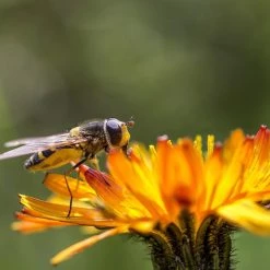 FuturePlanter Alle Pflanzen Im Shop Orangerotes Habichtskraut (Hieracium Aurantiacum)