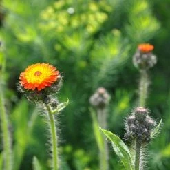 FuturePlanter Alle Pflanzen Im Shop Orangerotes Habichtskraut (Hieracium Aurantiacum)