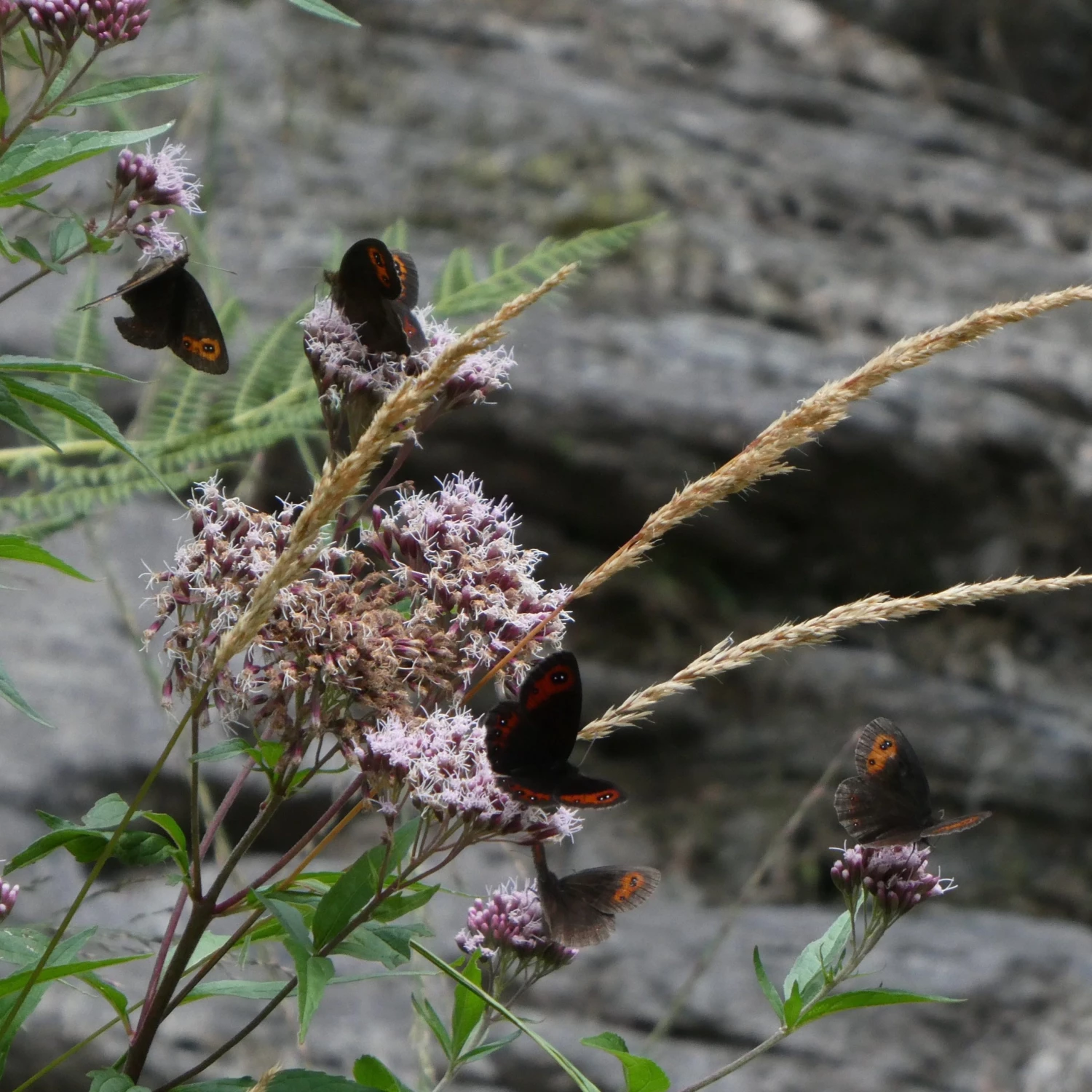 FuturePlanter Alle Pflanzen Im Shop Wasserdost (Eupatorium Cannabinum) 1 FuturePlanter Alle Pflanzen Im Shop Wasserdost (Eupatorium Cannabinum)