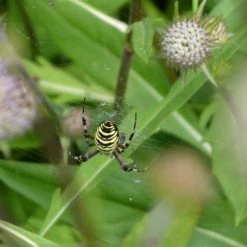 FuturePlanter Teufelsabbiss (Succisa Pratensis) Alle Pflanzen Im Shop 11 FuturePlanter Teufelsabbiss (Succisa Pratensis) Alle Pflanzen Im Shop