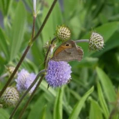 FuturePlanter Teufelsabbiss (Succisa Pratensis) Alle Pflanzen Im Shop