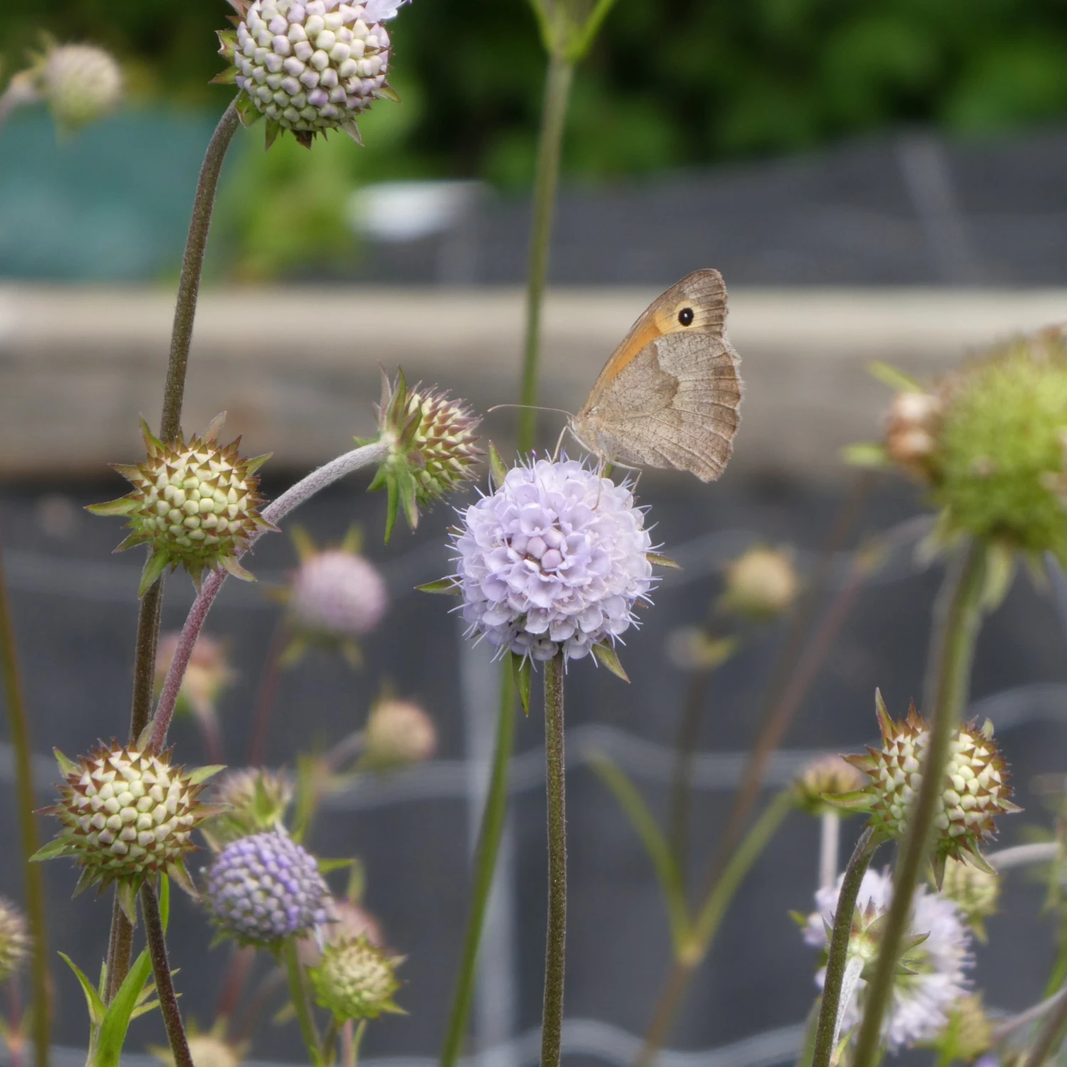 FuturePlanter Teufelsabbiss (Succisa Pratensis) Alle Pflanzen Im Shop 1 FuturePlanter Teufelsabbiss (Succisa Pratensis) Alle Pflanzen Im Shop
