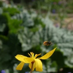 FuturePlanter Weinberg-Tulpe (Tulipa Sylvestris) 9 FuturePlanter Weinberg-Tulpe (Tulipa Sylvestris)