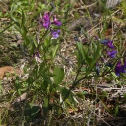 FuturePlanter Alle Pflanzen Im Shop Frühlings-Platterbse (Lathyrus Vernus) 9 FuturePlanter Alle Pflanzen Im Shop Frühlings-Platterbse (Lathyrus Vernus)
