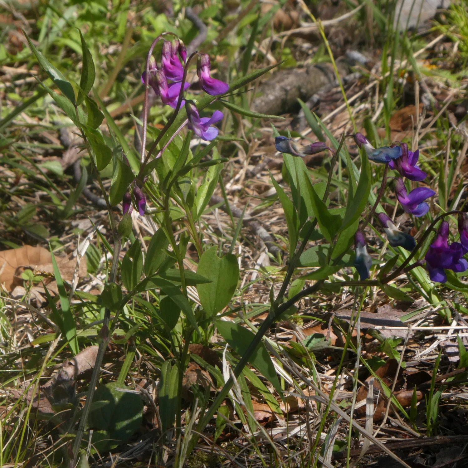 FuturePlanter Alle Pflanzen Im Shop Frühlings-Platterbse (Lathyrus Vernus) 3 FuturePlanter Alle Pflanzen Im Shop Frühlings-Platterbse (Lathyrus Vernus)