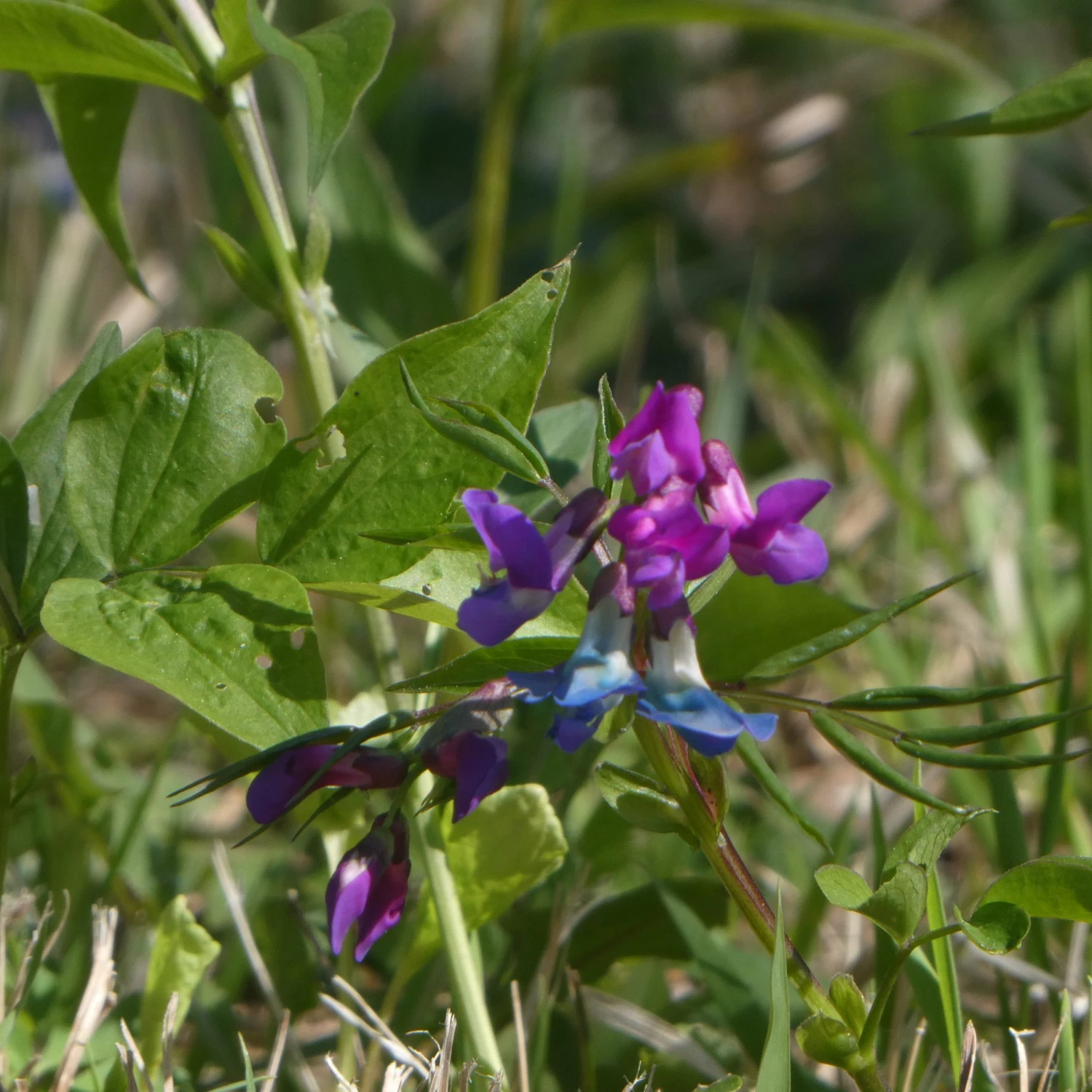 FuturePlanter Alle Pflanzen Im Shop Frühlings-Platterbse (Lathyrus Vernus) 4 FuturePlanter Alle Pflanzen Im Shop Frühlings-Platterbse (Lathyrus Vernus)