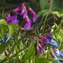FuturePlanter Alle Pflanzen Im Shop Frühlings-Platterbse (Lathyrus Vernus) 12 FuturePlanter Alle Pflanzen Im Shop Frühlings-Platterbse (Lathyrus Vernus)