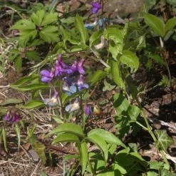 FuturePlanter Alle Pflanzen Im Shop Frühlings-Platterbse (Lathyrus Vernus) 13 FuturePlanter Alle Pflanzen Im Shop Frühlings-Platterbse (Lathyrus Vernus)