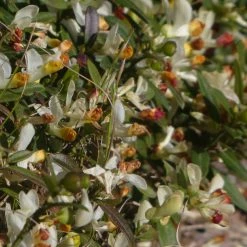 FuturePlanter Buchsblättrige Kreuzblume (Polygala Chamaebuxus) Alle Pflanzen Im Shop 13 FuturePlanter Buchsblättrige Kreuzblume (Polygala Chamaebuxus) Alle Pflanzen Im Shop