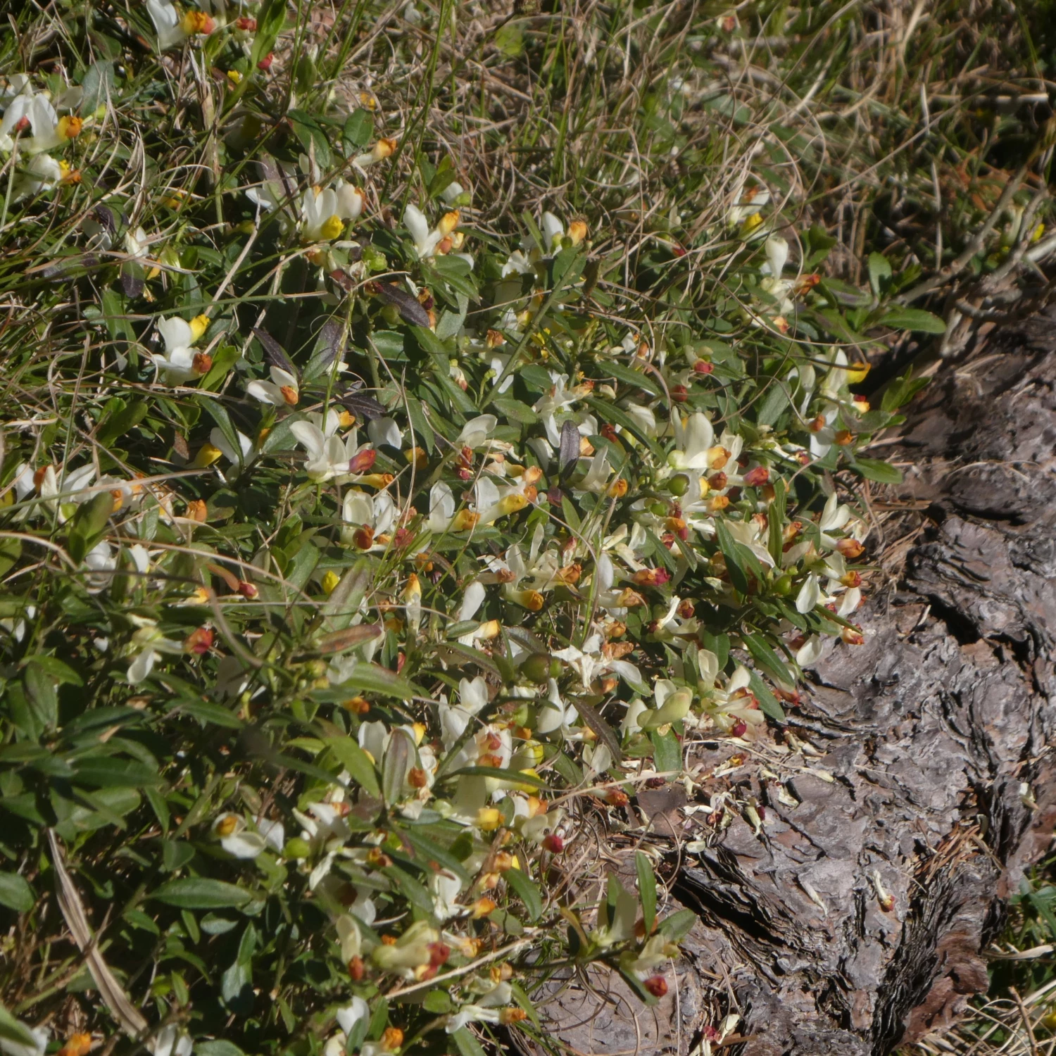 FuturePlanter Buchsblättrige Kreuzblume (Polygala Chamaebuxus) Alle Pflanzen Im Shop 7 FuturePlanter Buchsblättrige Kreuzblume (Polygala Chamaebuxus) Alle Pflanzen Im Shop