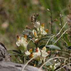FuturePlanter Buchsblättrige Kreuzblume (Polygala Chamaebuxus) Alle Pflanzen Im Shop