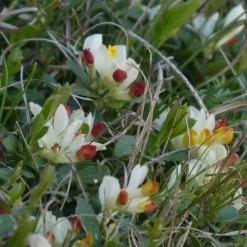 FuturePlanter Buchsblättrige Kreuzblume (Polygala Chamaebuxus) Alle Pflanzen Im Shop