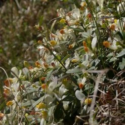 FuturePlanter Buchsblättrige Kreuzblume (Polygala Chamaebuxus) Alle Pflanzen Im Shop 15 FuturePlanter Buchsblättrige Kreuzblume (Polygala Chamaebuxus) Alle Pflanzen Im Shop